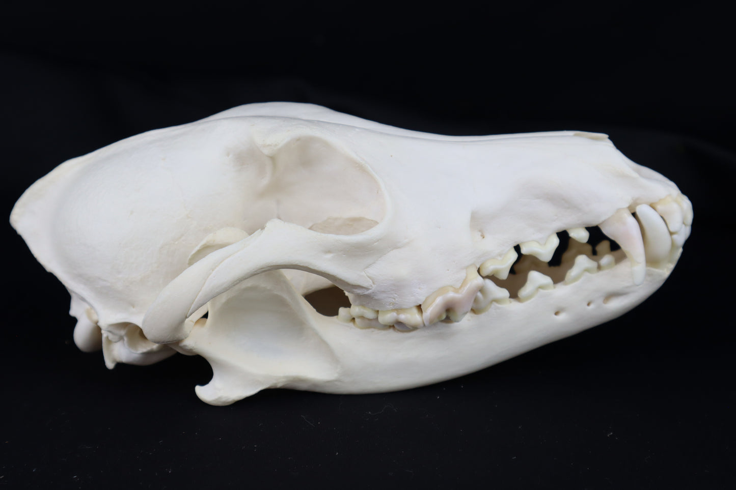 Coyote Skull