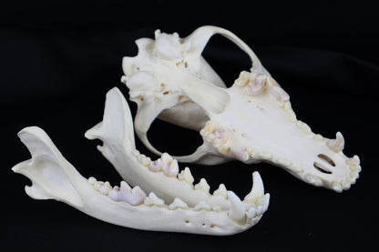 Coyote Skull