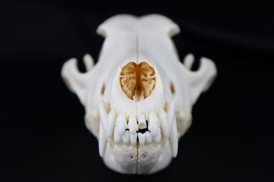 Coyote Skull