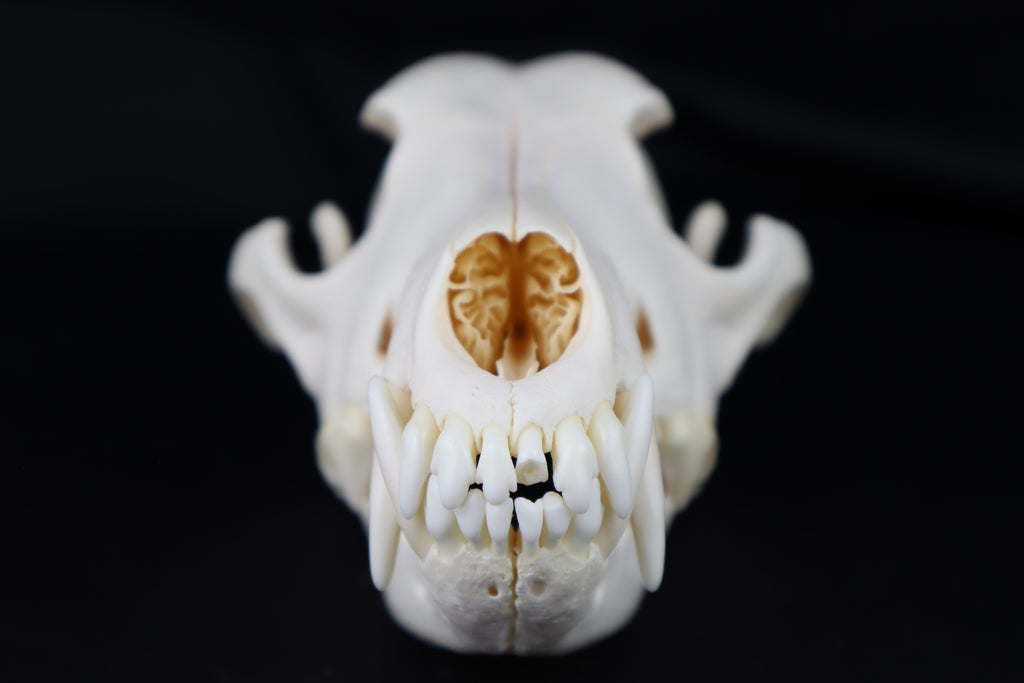 Coyote Skull