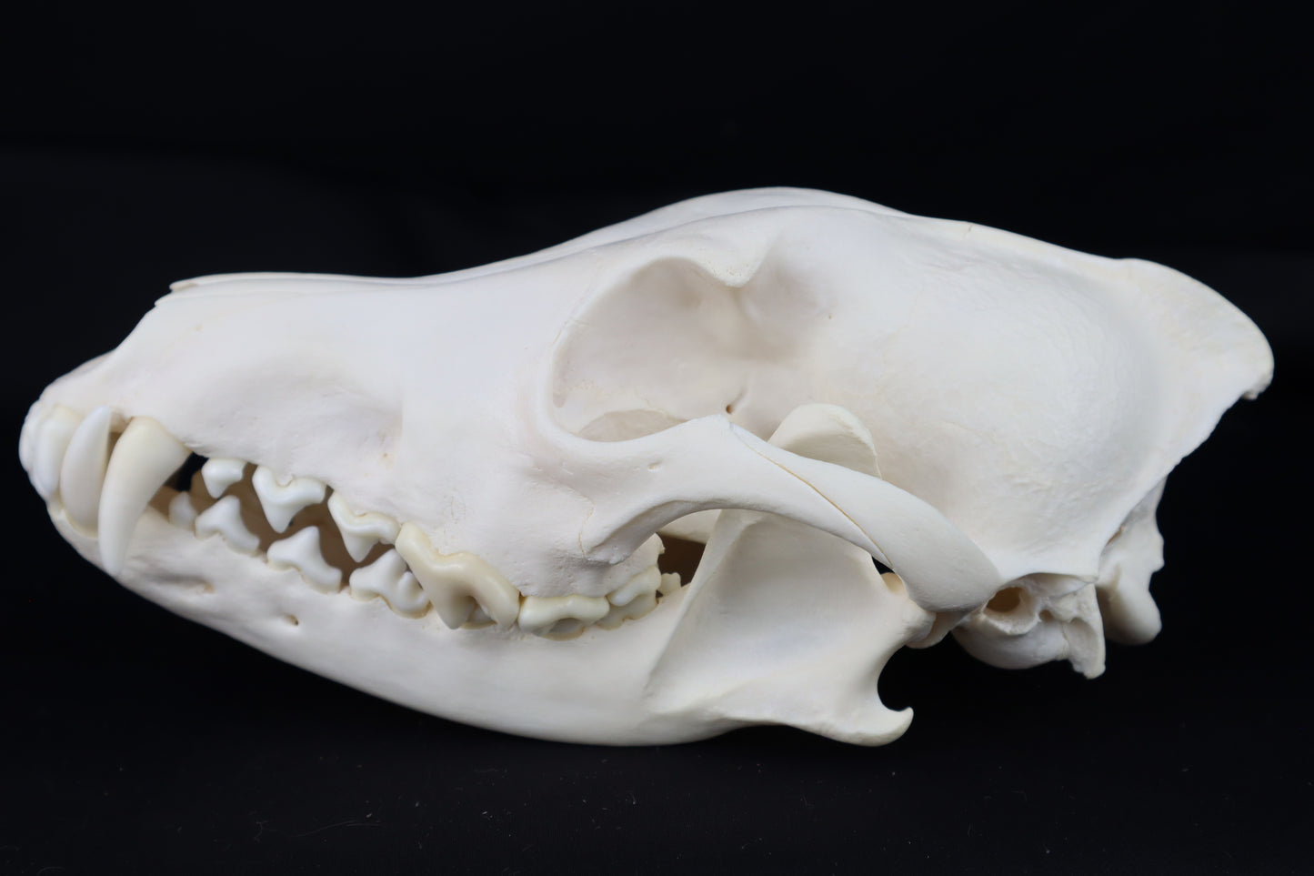 Coyote Skull