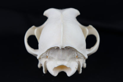 Coyote Skull