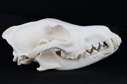 Coyote Skull