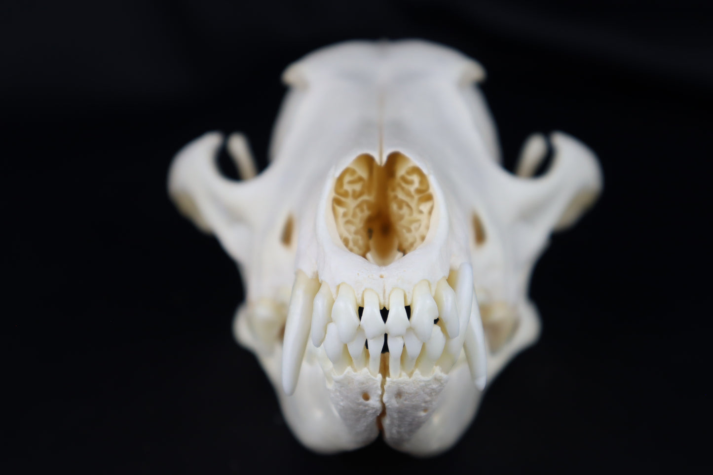 Coyote Skull