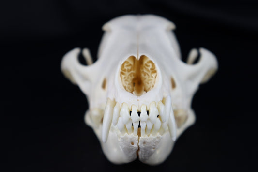 Coyote Skull