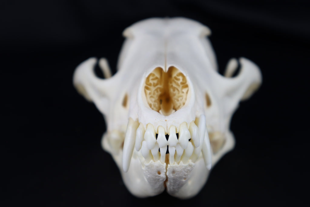 Coyote Skull