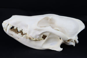 Coyote Skull