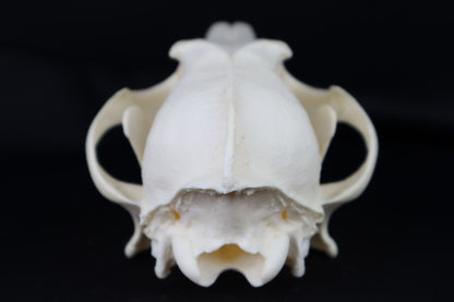 Coyote Skull