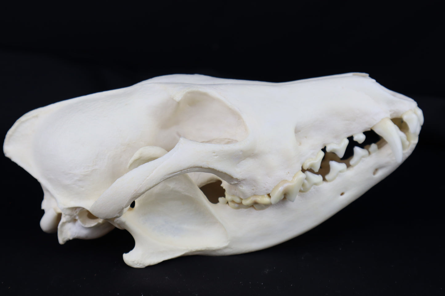 Coyote Skull