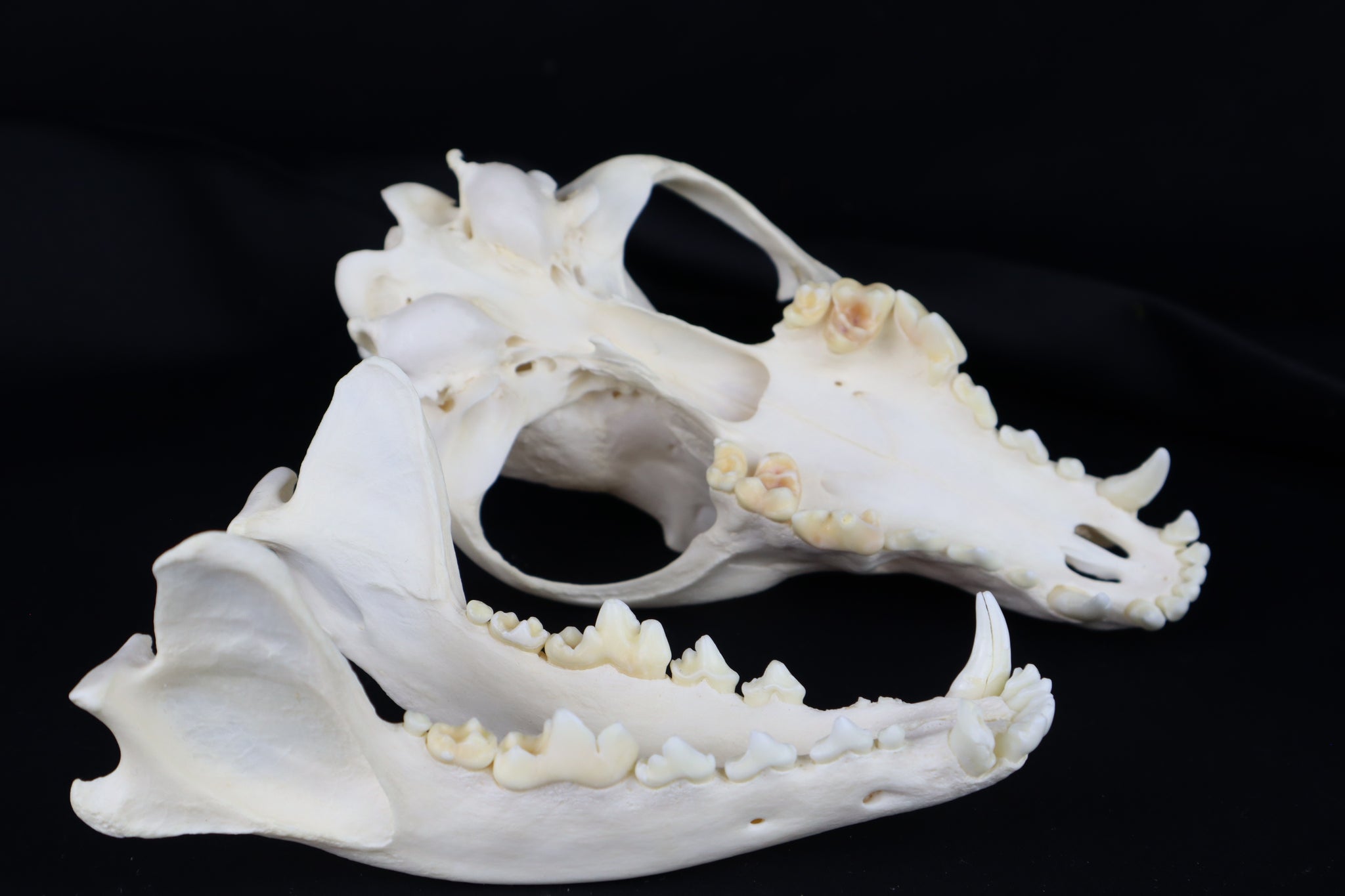 Coyote Skull