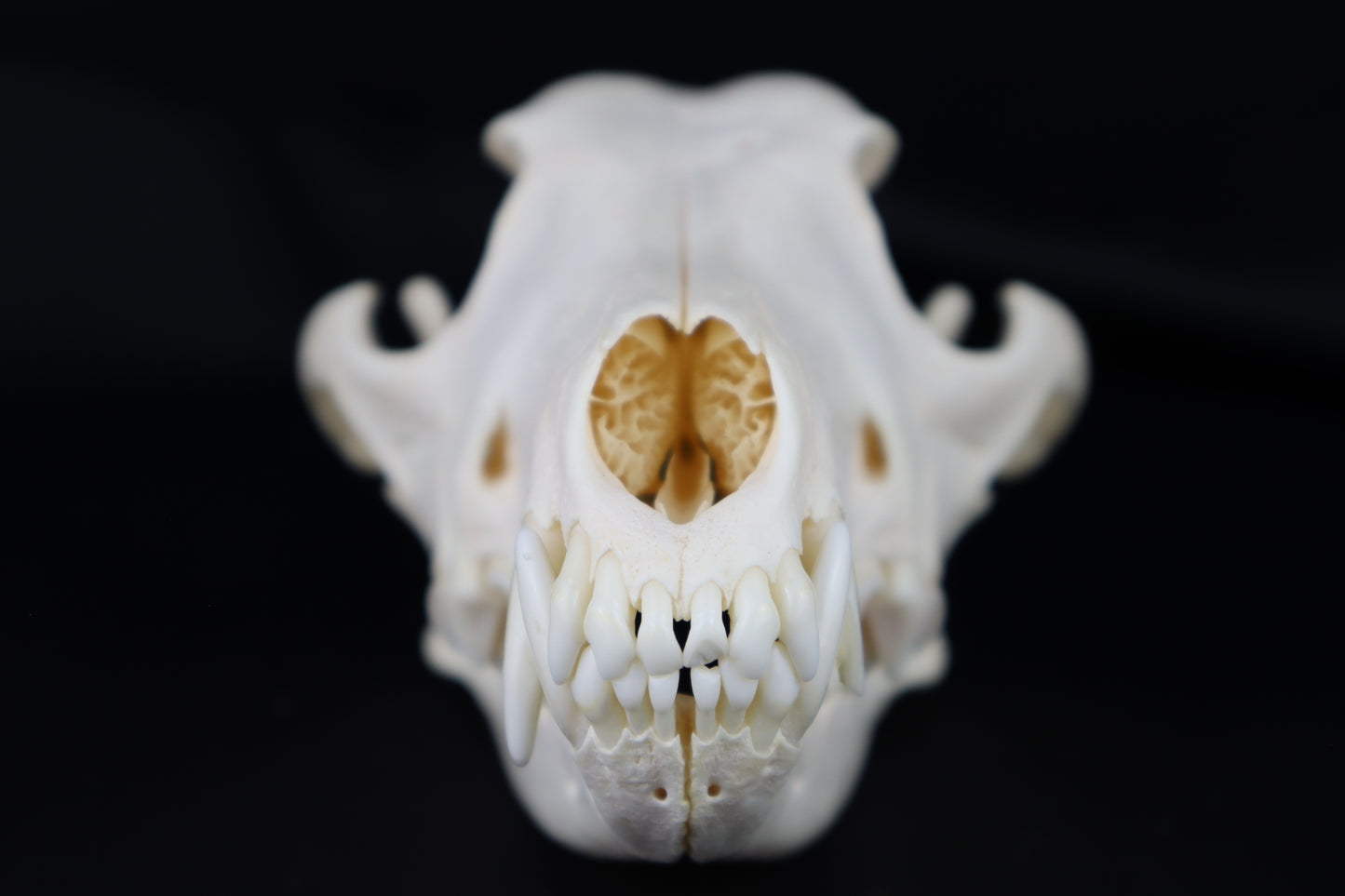 Coyote Skull