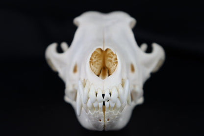 Coyote Skull