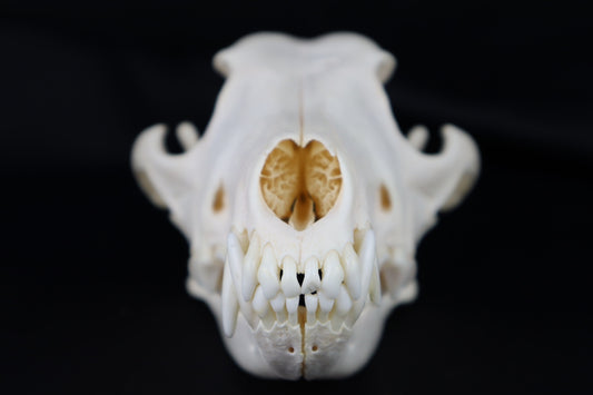 Coyote Skull
