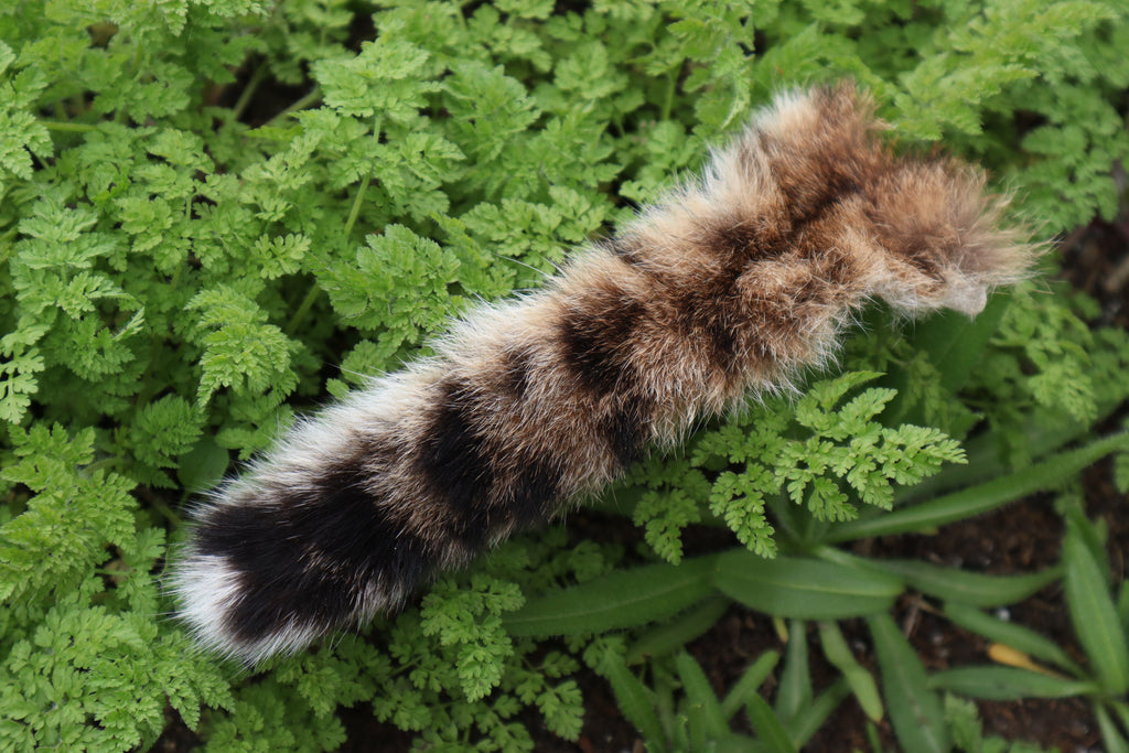 Soft Tanned Bobcat Tail