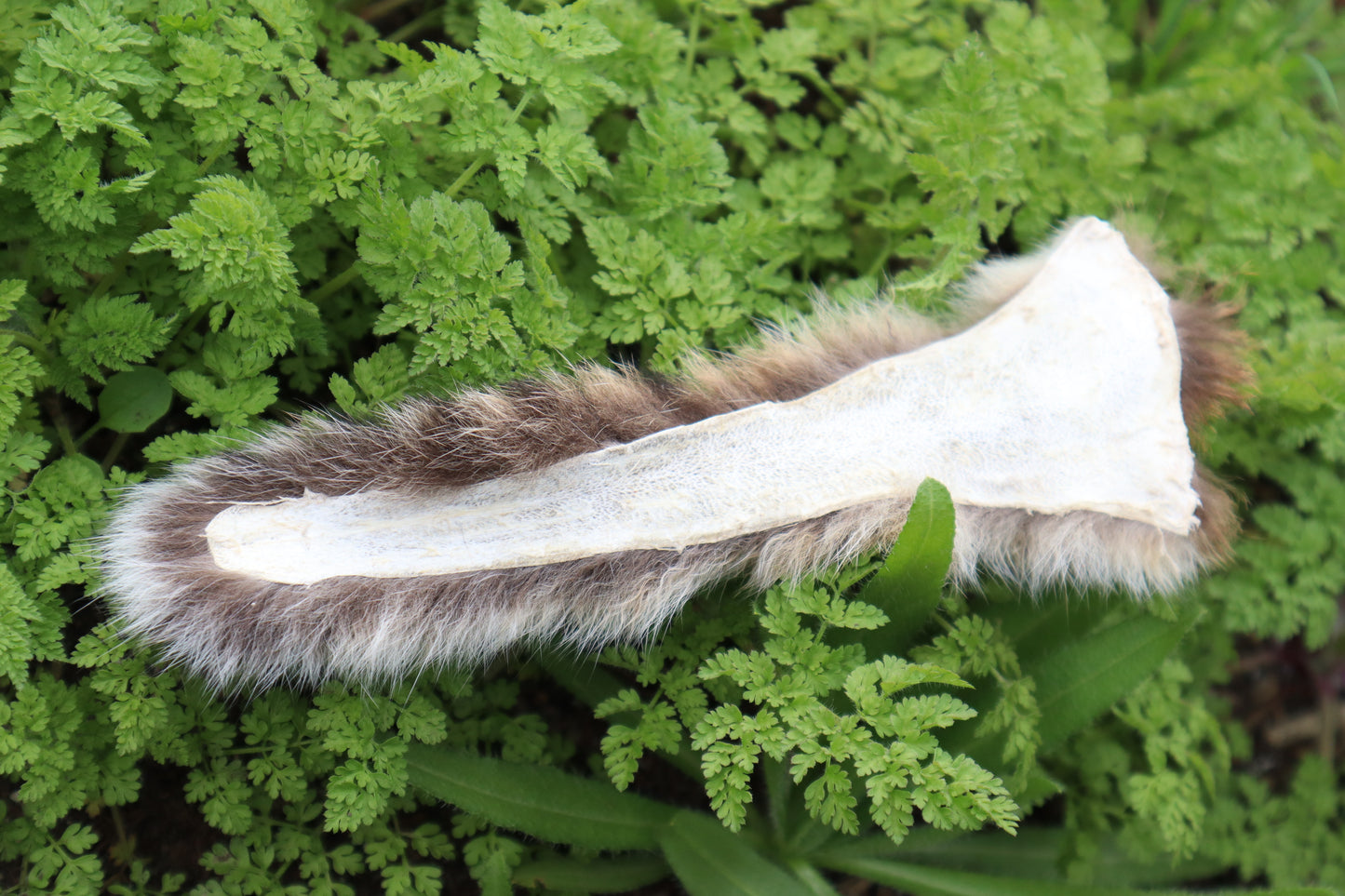 Soft Tanned Bobcat Tail