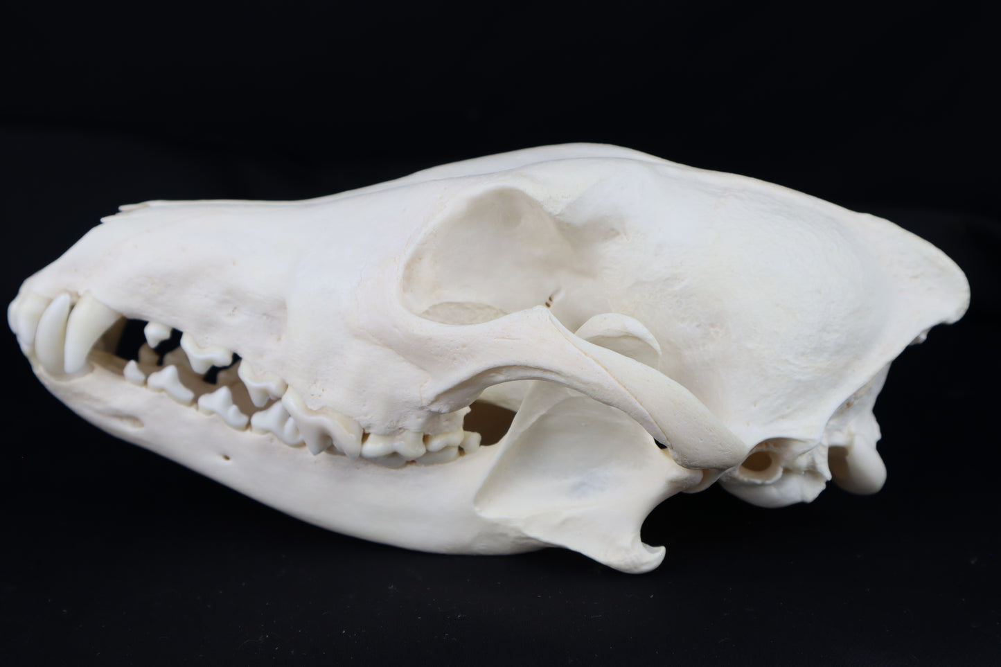 Coyote Skull