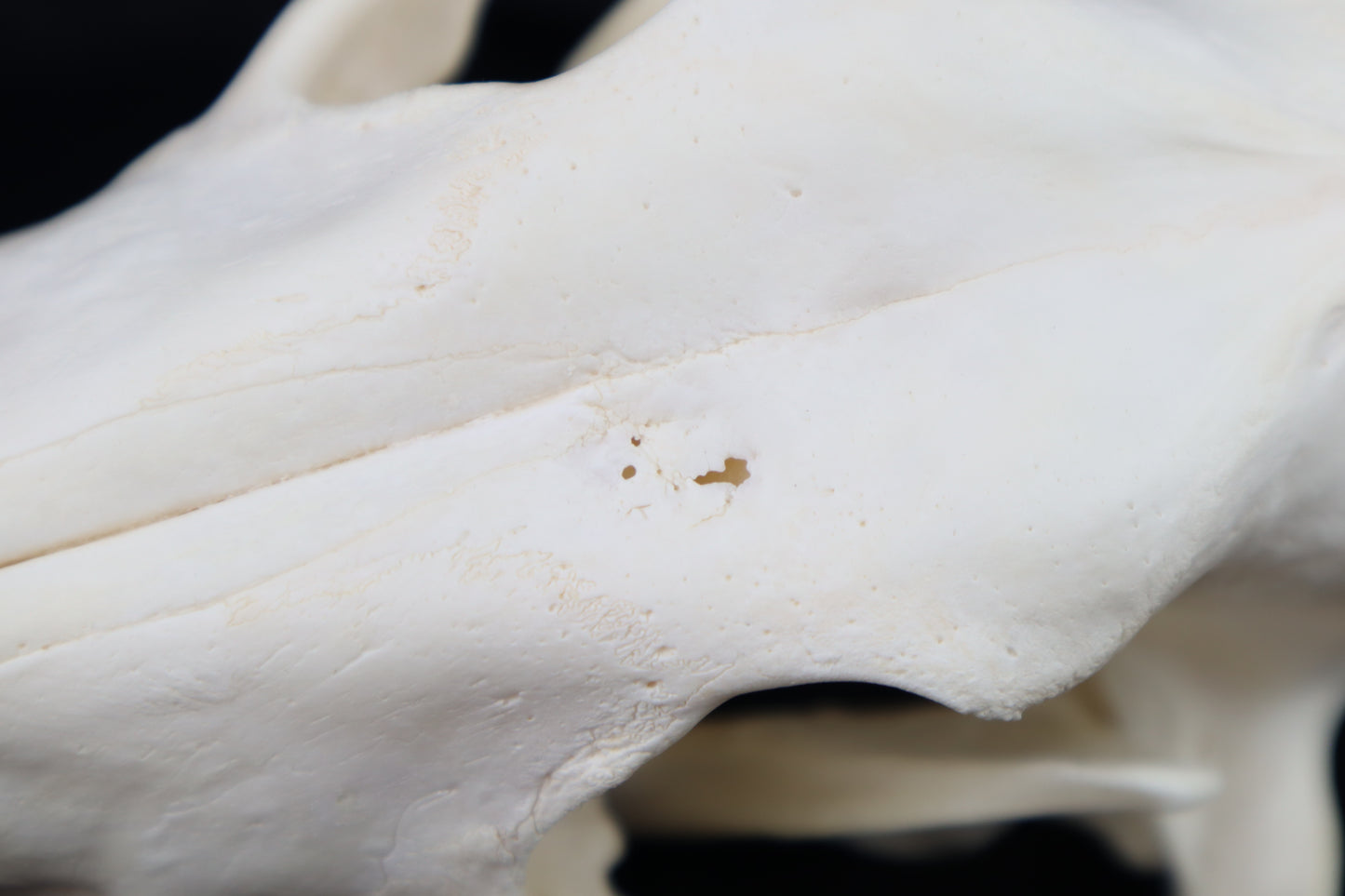 Coyote Skull