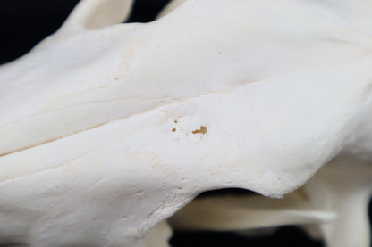 Coyote Skull
