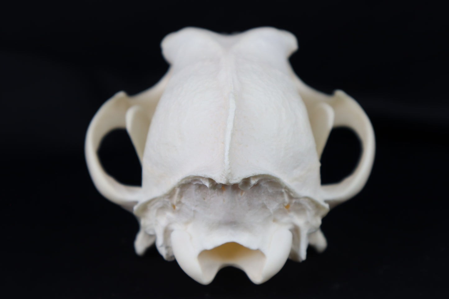 Coyote Skull