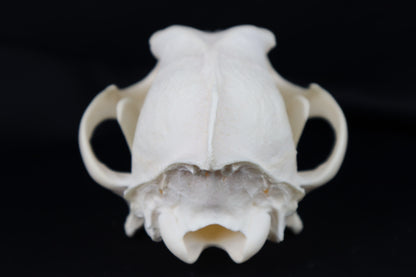 Coyote Skull