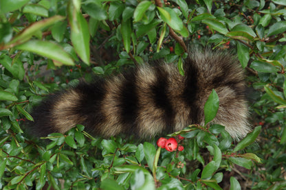 Raccoon Tail