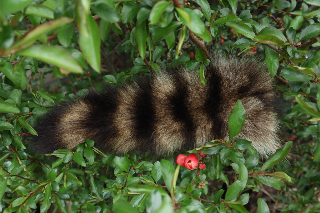 Raccoon Tail