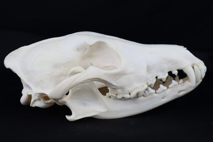 Coyote Skull