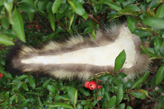 Raccoon Tail