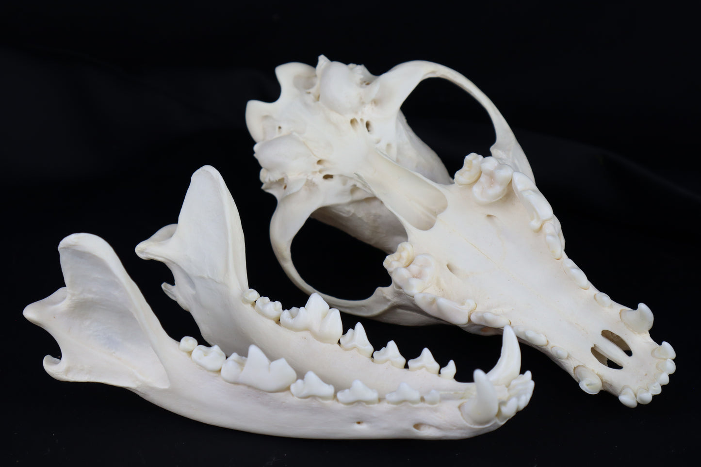 Coyote Skull