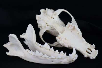 Coyote Skull