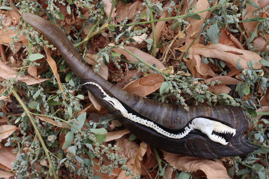 Mole Serpent Articulation