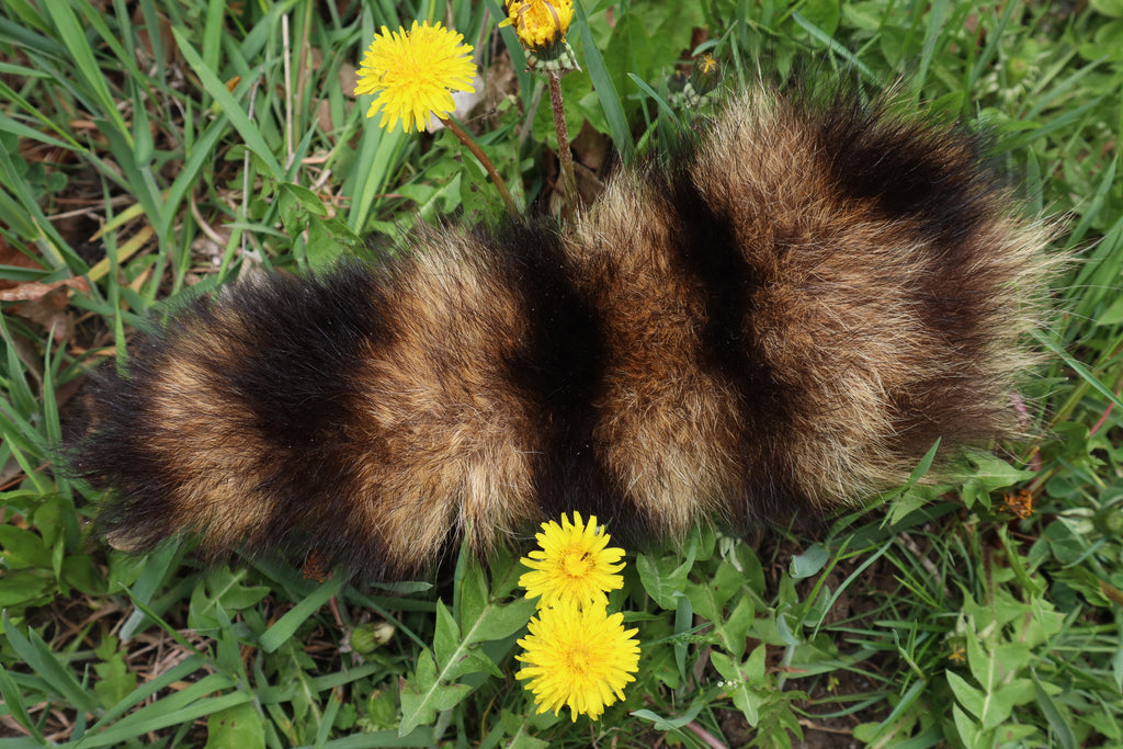 Raccoon Tail