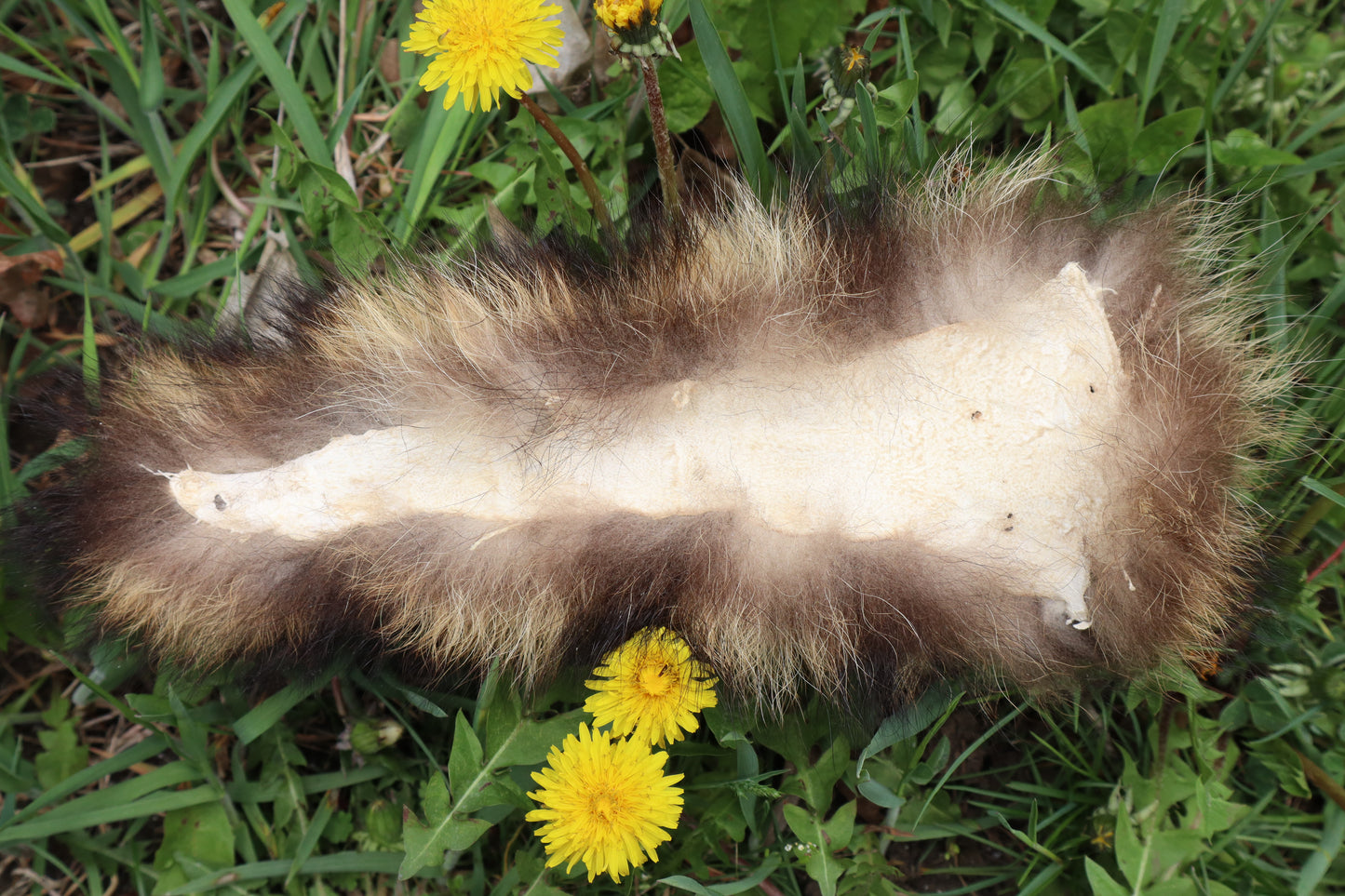 Raccoon Tail
