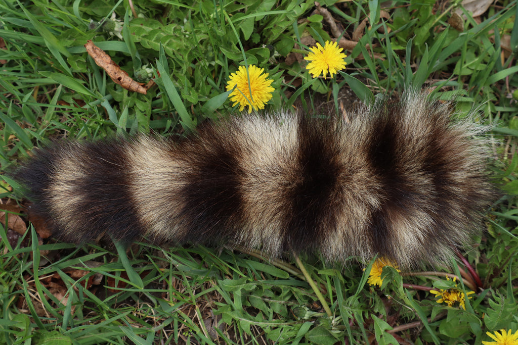 Raccoon Tail