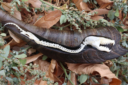 Mole Serpent Articulation