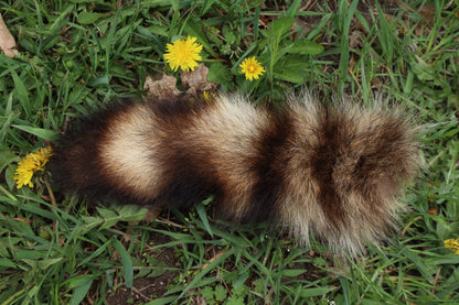 Raccoon Tail