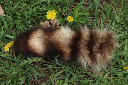 Raccoon Tail