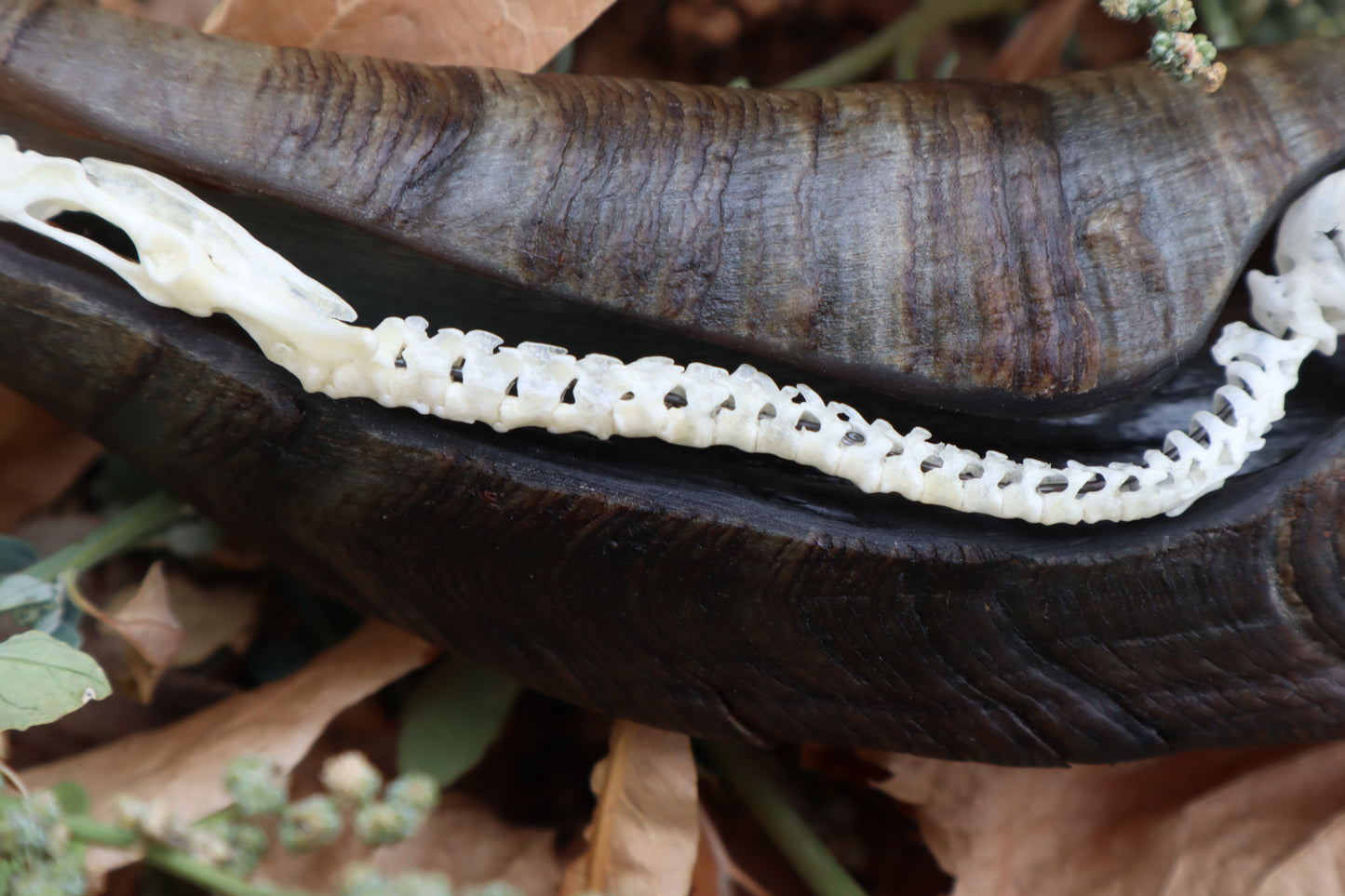 Mole Serpent Articulation