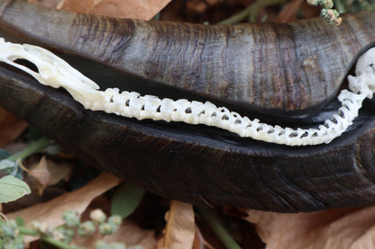 Mole Serpent Articulation
