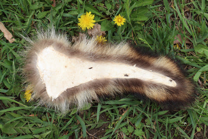 Raccoon Tail