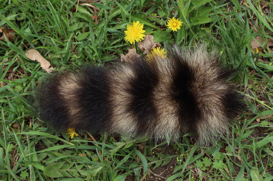 Raccoon Tail