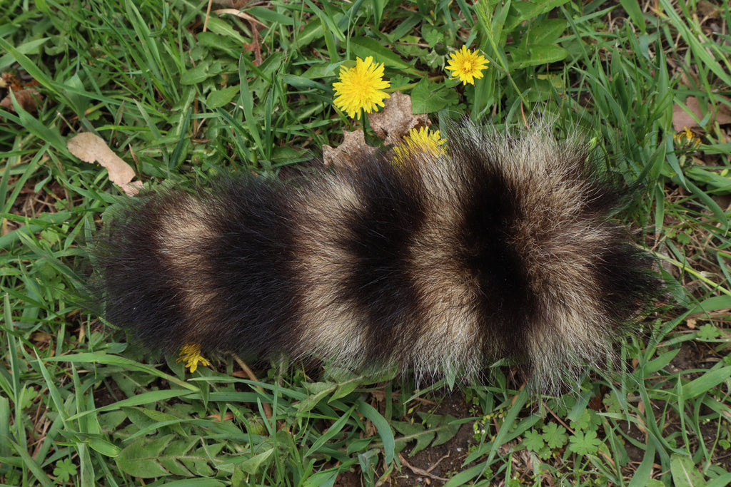 Raccoon Tail