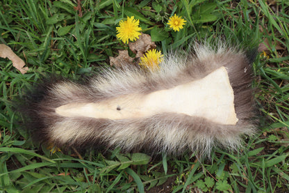 Raccoon Tail