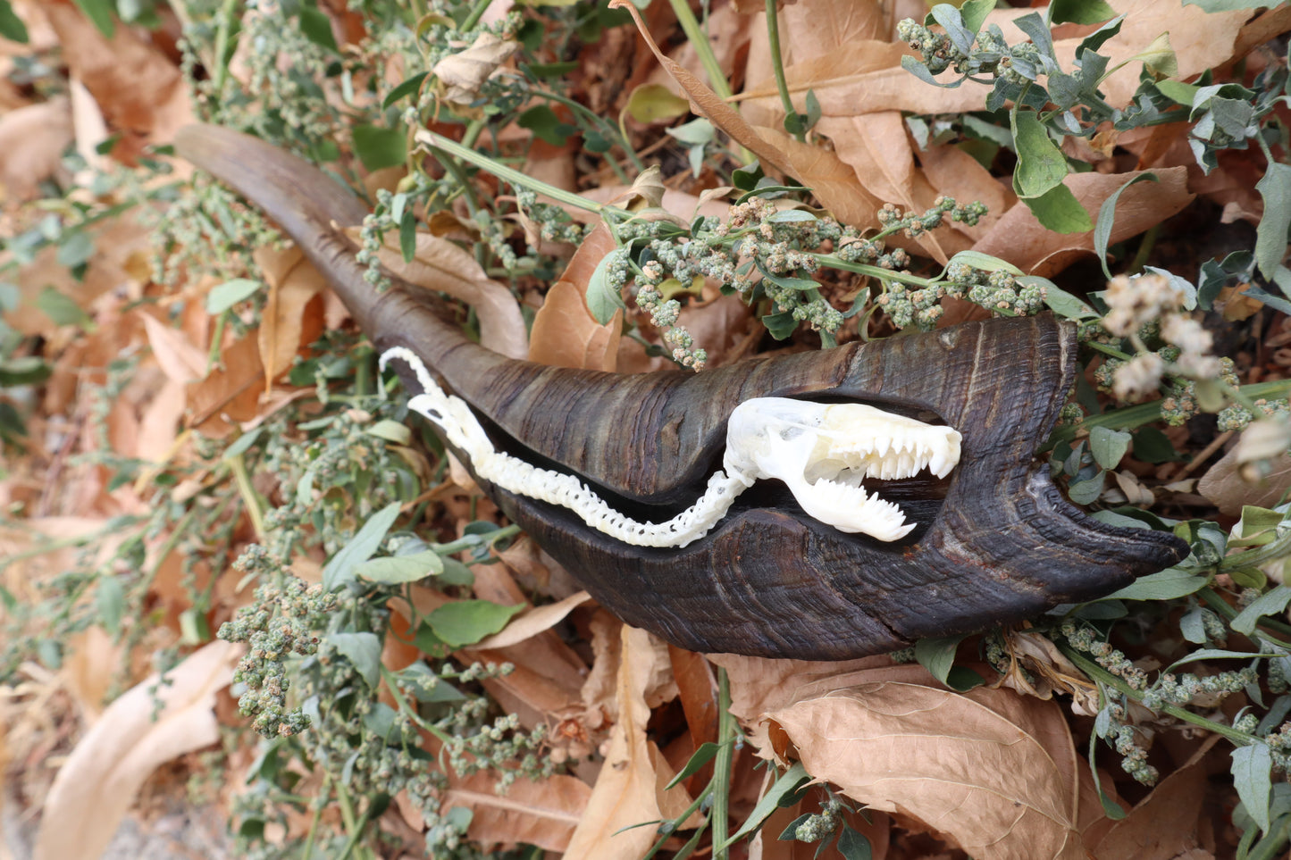 Mole Serpent Articulation