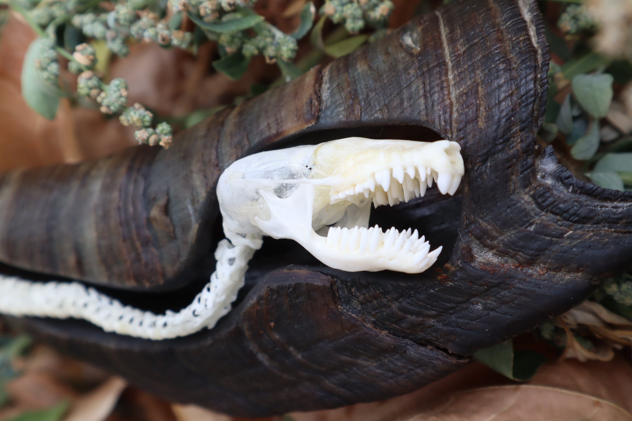 Mole Serpent Articulation