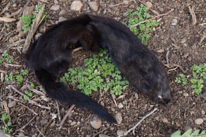 Black Mink Wallhanger