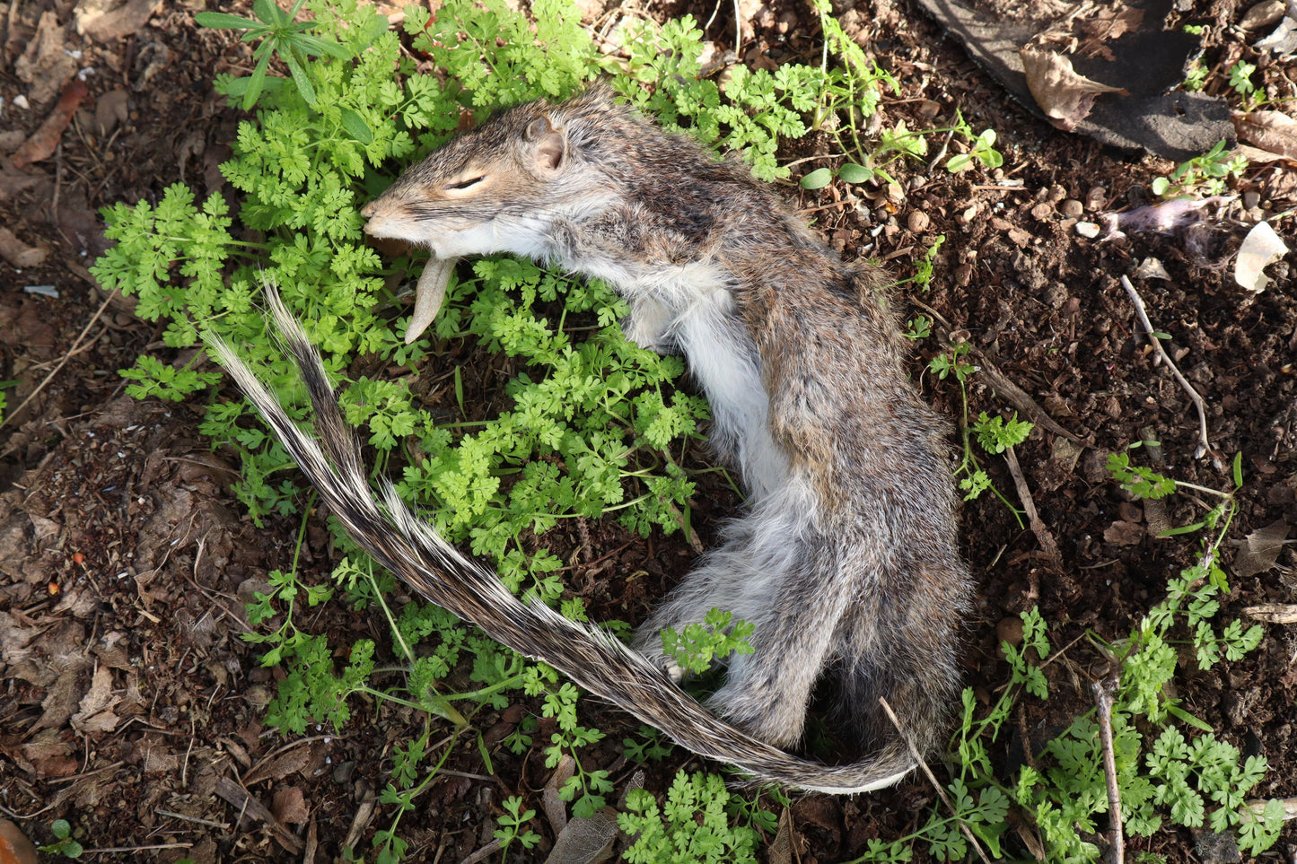 Gray Squirrel Pelt - Craft Quality