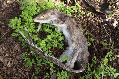 Gray Squirrel Pelt - Craft Quality