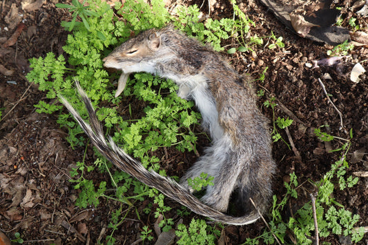 Gray Squirrel Pelt - Craft Quality