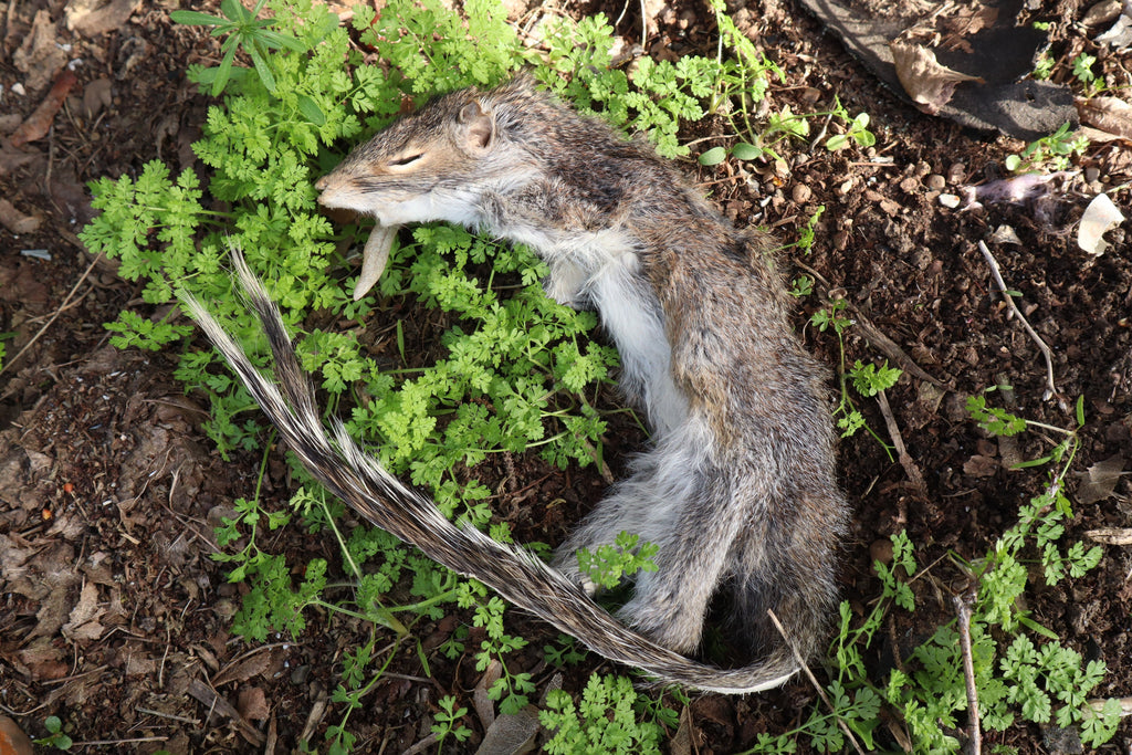 Gray Squirrel Pelt - Craft Quality